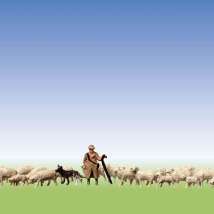 155510  Пастух с овцами и собакой